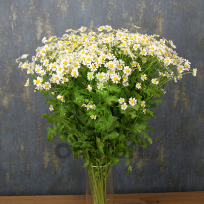 (п.ф.) Ромашка Вегмо Сингл,