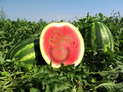 Арбуз Сармат F1,