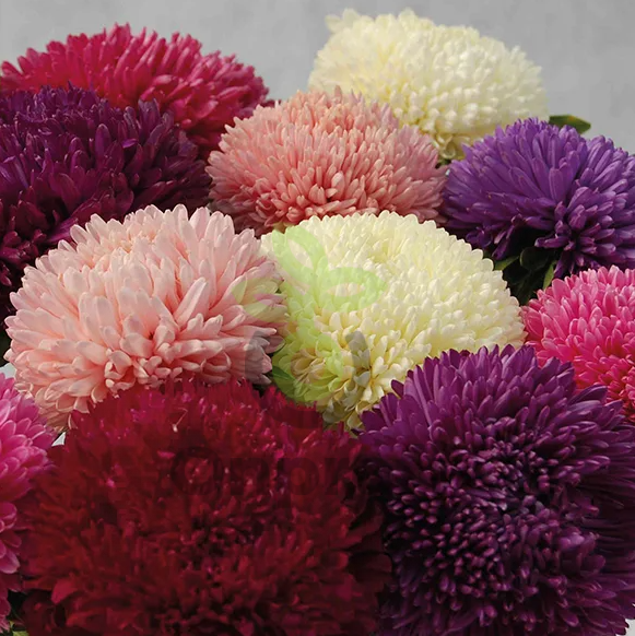 (п.ф.) Астра Балун Микс F1,