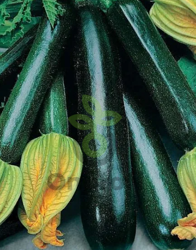 Кабачок Блэк Цуккини, 5гр (фасовка)