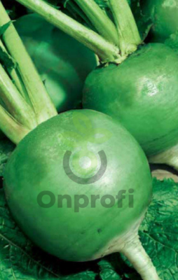 Редька китайская Маргеланская, 2гр (фасовка)