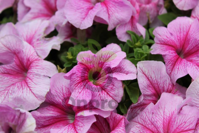 (п.ф.) Петуния Призм Стравберри Сандай, 100 шт (№9-4-66) Поиск