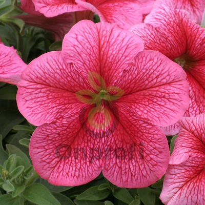 (п.ф.) Петуния Призм Стравберри Сандай, 100 шт (№9-4-66) Поиск