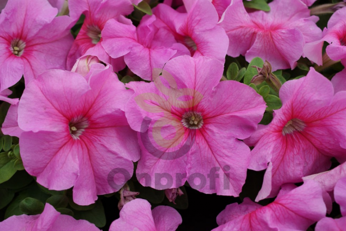 (п.ф.) Петуния Лимбо Джи Пи Пич,100 шт (№9-4-60) Поиск