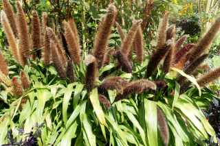 (п.ф.) Пеннисетум Джейд Принцесс,