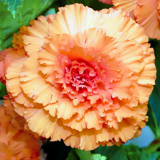 (п.ф.) Бегония АмериГибрид Рафлд Априкот, 500 драже (№6-256)