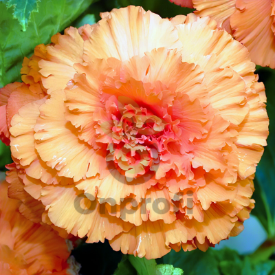 (п.ф.) Бегония АмериГибрид Рафлд Априкот, 500 драже (№6-256)