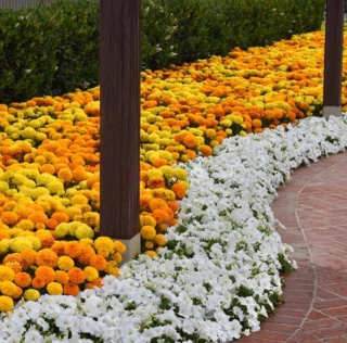 (п.ф.) Бархатцы Марвел 2 Микс, 1000 шт (№3-49)