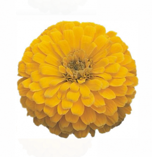 (п.ф.) Циния Дримленд Еллоу F1, 100 шт (№6-357)