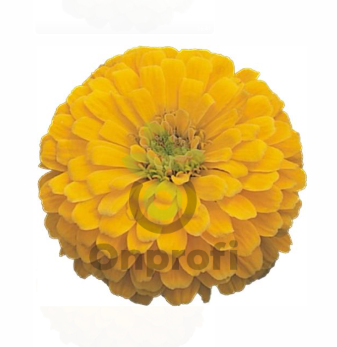 (п.ф.) Циния Дримленд Еллоу F1, 100 шт (№6-357)