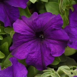 (п.ф.) Петуния Суперкаскад Блю, 1000 драже (№9-4-162)