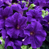 (п.ф.) Петуния Суперкаскад Блю, 1000 драже (№9-4-162)
