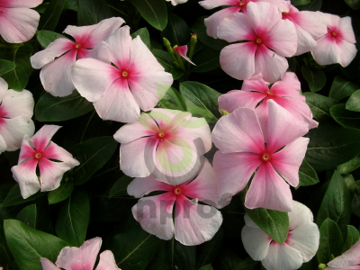 (п.ф.) Катарантус Пацифика ХР Блаш, 100 шт (№7-59)