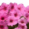 (п.ф.) Петуния Изи Вейв Пинк Пэшн F1, 100 драже (№9-4-217)