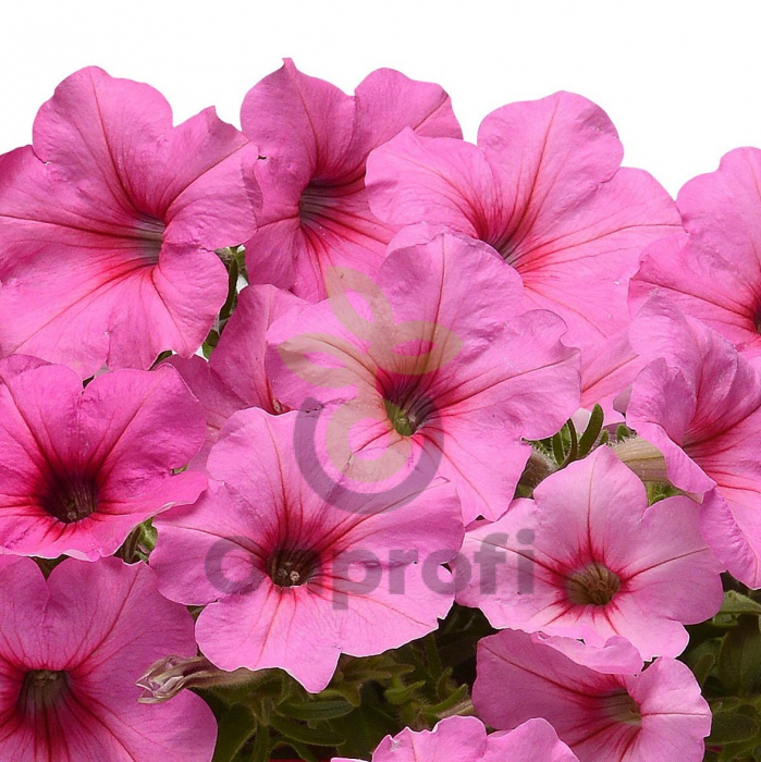 (п.ф.) Петуния Изи Вейв Пинк Пэшн F1, 100 драже (№9-4-217)