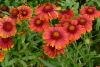 (п.ф.) Гайлардия Аризона Ред Шейдес F1,
