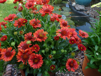 (п.ф.) Гайлардия Аризона Ред Шейдес F1,