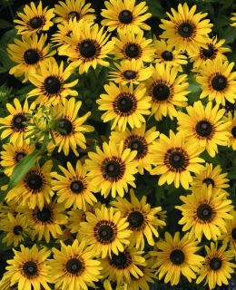 (п.ф.) Рудбекия Денвер Дэйзи F1,
