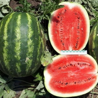 Арбуз Осман F1,