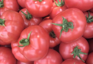Томат Пинк Найс,