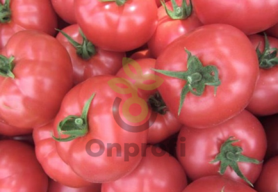Томат Пинк Найс,
