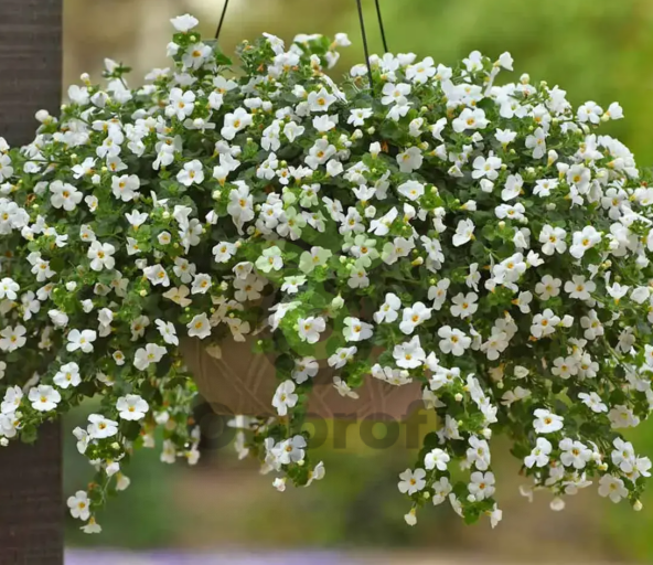 (п.ф.) Бакопа грандифлора Мега Вайт,