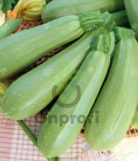 Кабачок Грей, 5гр (фасовка)