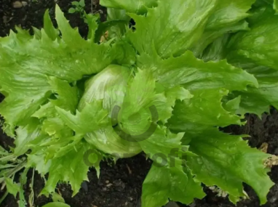 Салат Айс квин, 5гр (фасовка)