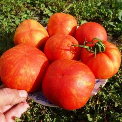 Томат Тигровый, 0,5гр (фасовка)