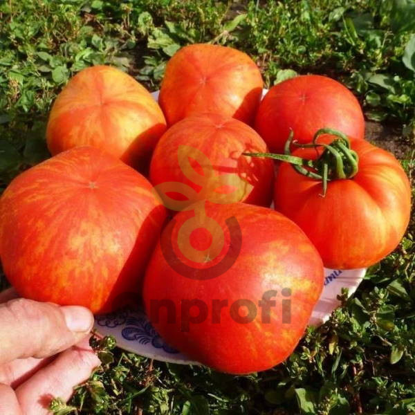 Томат Тигровый, 0,5гр (фасовка)