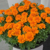 (п.ф.) Бархатцы Креста Дип Оранж, 250 шт