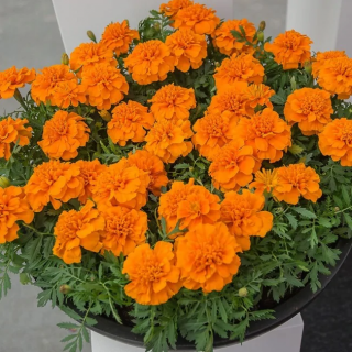 (п.ф.) Бархатцы Креста Дип Оранж, 250 шт