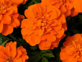 (п.ф.) Бархатцы Креста Дип Оранж, 250 шт