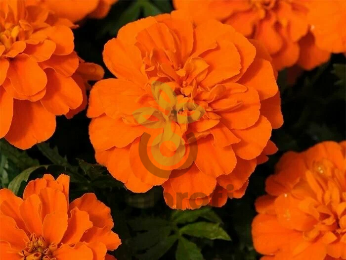 (п.ф.) Бархатцы Креста Дип Оранж, 250 шт