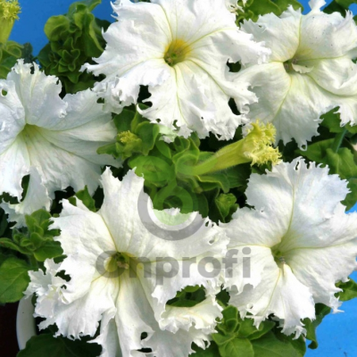 (п.ф.) Петуния Фимбриата Крайкови Завой,