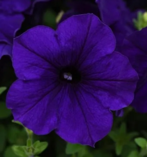 (п.ф.) Петуния E3 Изи Вейв Блю F1, 100 драже (№9-1-39)