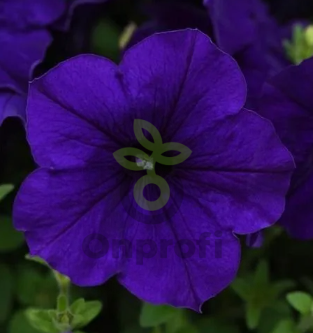 (п.ф.) Петуния E3 Изи Вейв Блю F1, 100 драже (№9-1-39)