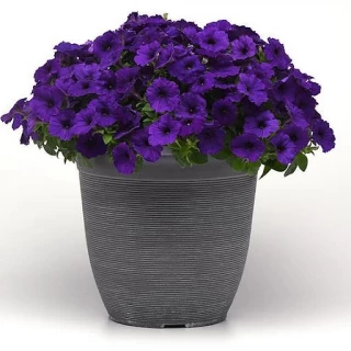 (п.ф.) Петуния E3 Изи Вейв Блю F1, 100 драже (№9-1-39)