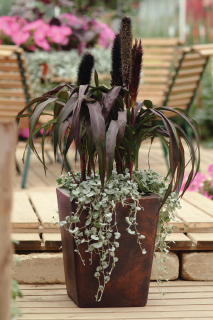 (п.ф.) Пеннисетум Парпл Барон,