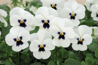 (п.ф.) Виола Премьер Айс Крим Виз Блотч F1, 100 шт (№4-102)