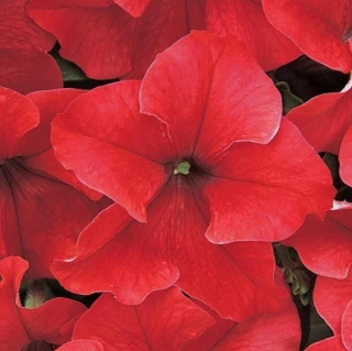 (п.ф.) Петуния Дримс Ред, 1000 шт (№9-4-149)