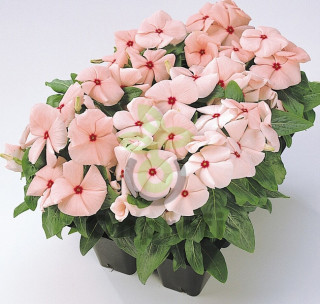 (п.ф.) Катарантус Пацифика ХР Априкот, 100 шт (№7-60)