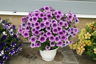 (п.ф.) Петуния Изи Вейв Плам Вейн F1, 250 драже (№9-1-124)