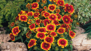 (п.ф.) Гайлардия Аризона Сан F1,