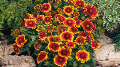 (п.ф.) Гайлардия Аризона Сан F1,