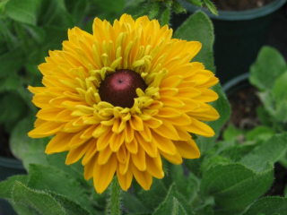 (п.ф.) Рудбекия Майя F1,