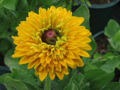 (п.ф.) Рудбекия Майя F1,