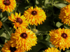 (п.ф.) Рудбекия Майя F1,