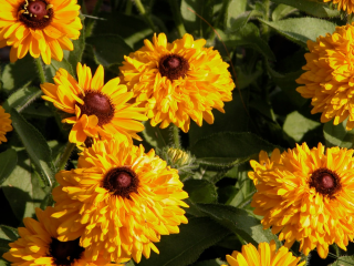 (п.ф.) Рудбекия Майя F1,