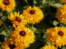 (п.ф.) Рудбекия Майя F1,